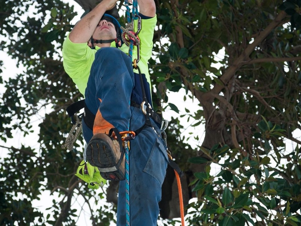 Qualified arborist working in a mature tree during an Enviro Trees UK survey in Dumfries and Galloway