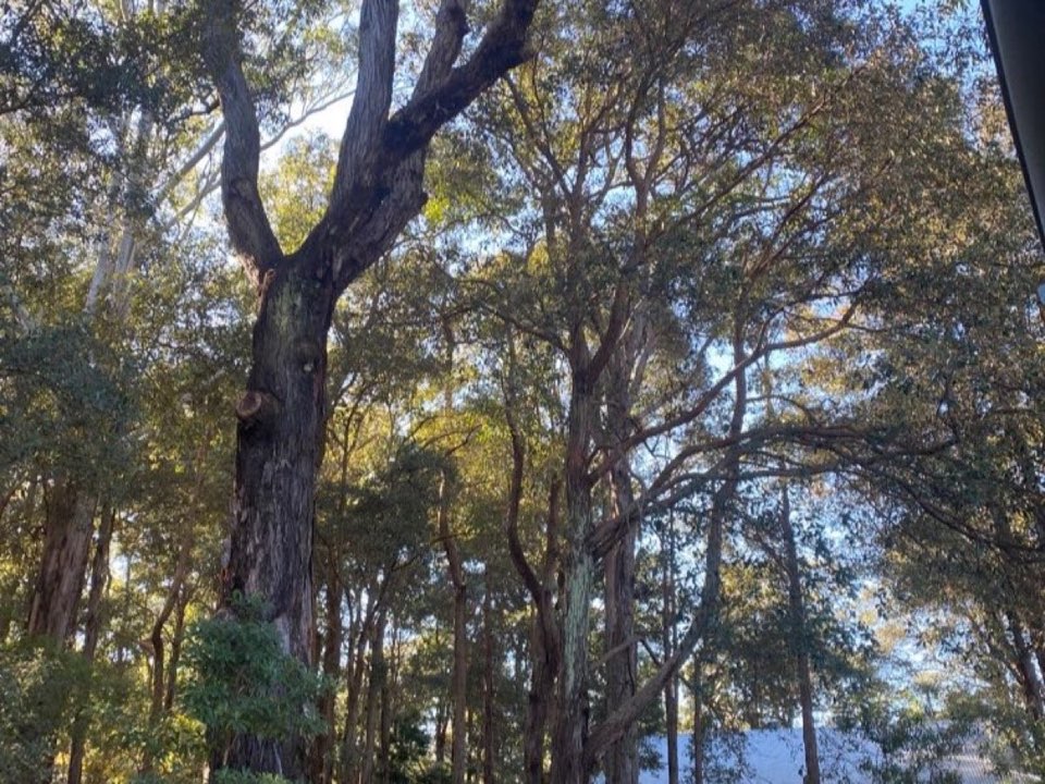 Mature trees in Dumfries and Galloway parkland with a property visible in the background